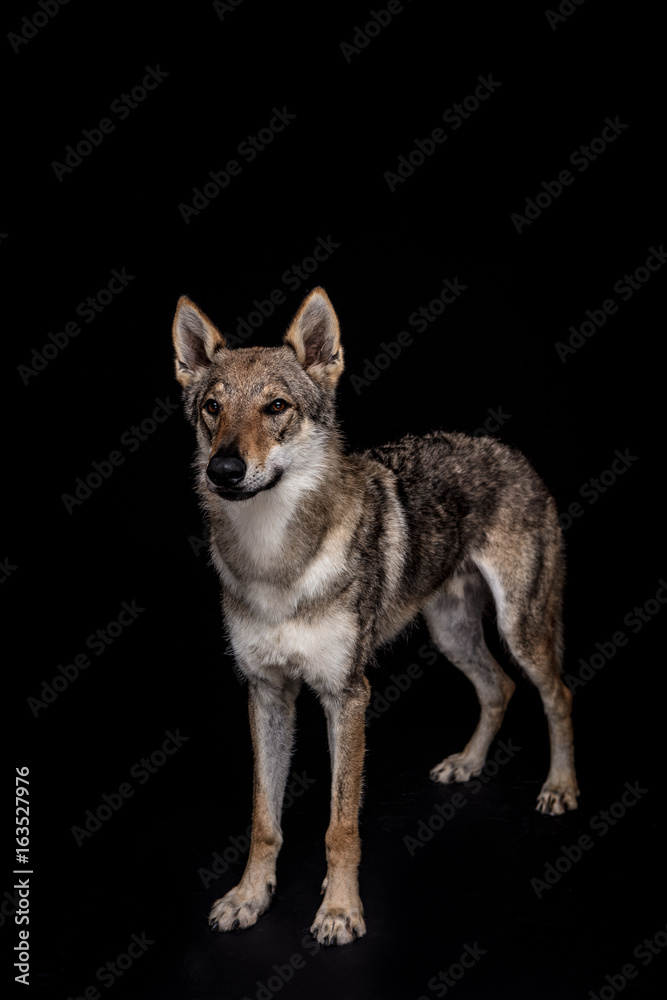 Obraz premium wolf dog on the black background