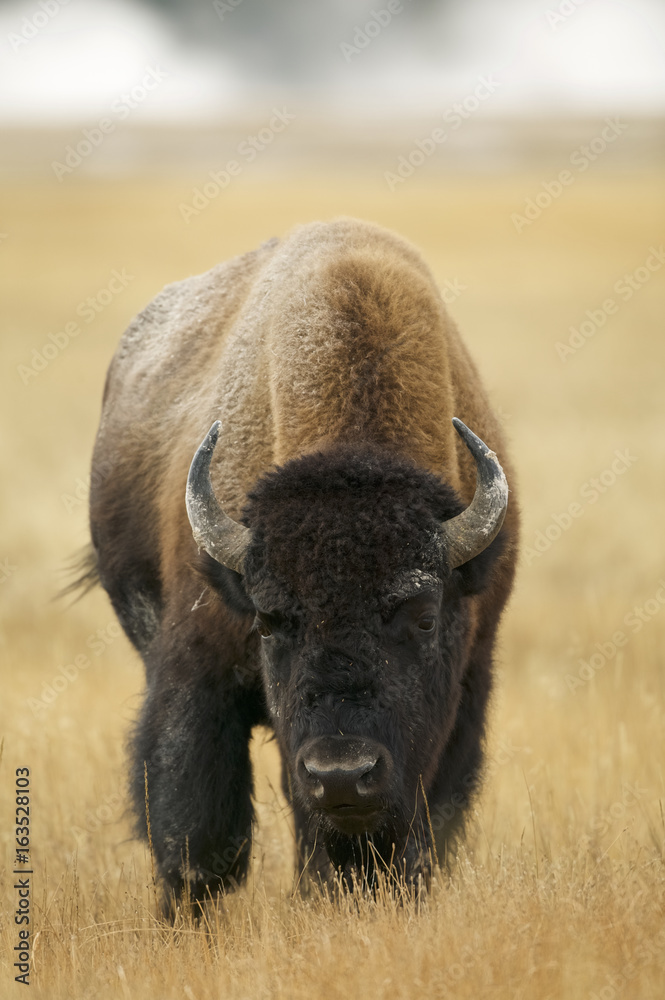American Bison (Bison bison) Grand Teton & Yellowstone NPs, Wyoming, USA American Bison (Bison bison) Grand Teton & Yellowstone NPs, Wyoming, USA