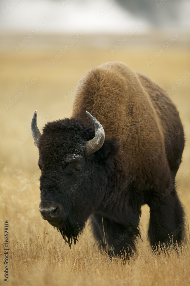 American Bison (Bison bison) Grand Teton & Yellowstone NPs, Wyoming, USA
