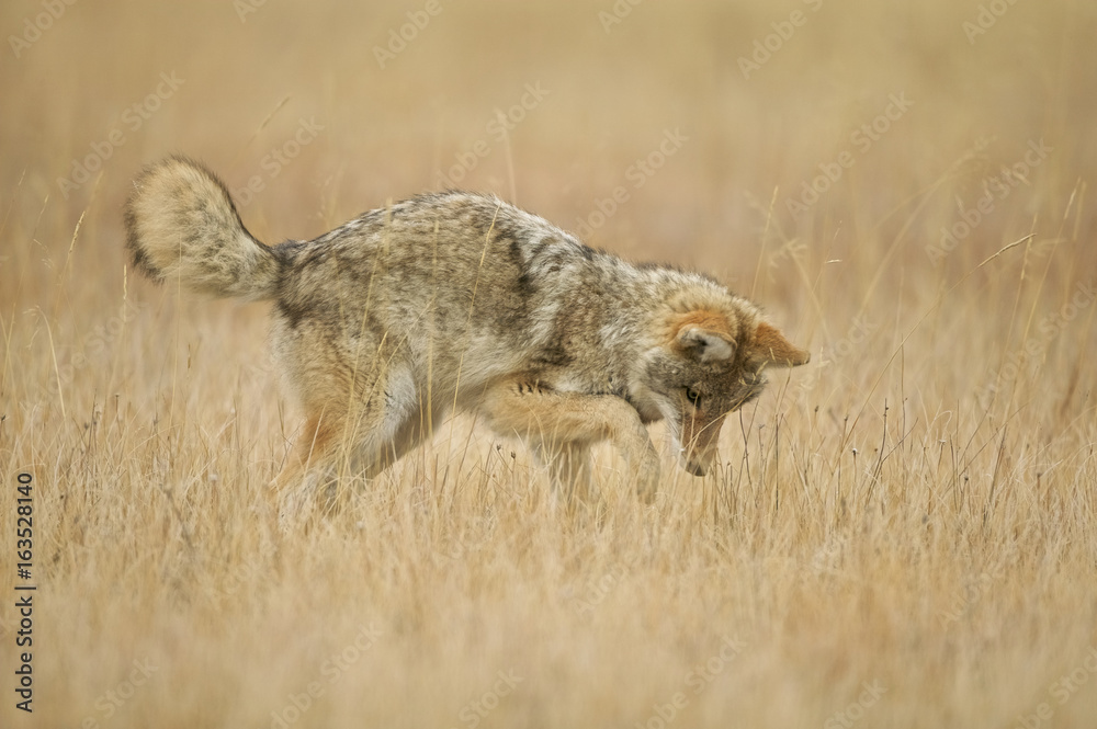 Coyote (Canis latrans) Grand Teton & Yellowstone NPs, Wyoming, USA