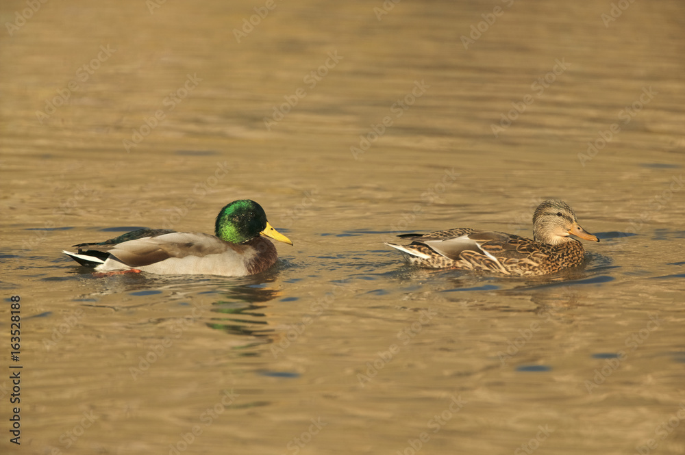 Fototapeta premium Mallard (Anas platyrhyncos)