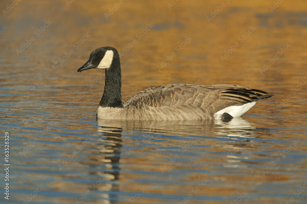 Obraz premium Canada goose (Branta canadensis)