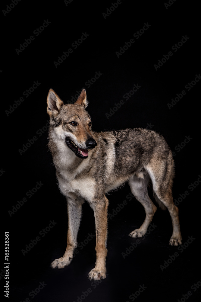 Obraz premium wolf dog on the black background