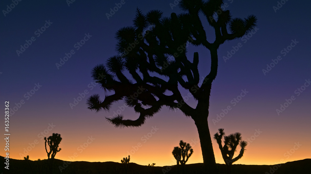 Joshua Tree NP, Joshua Trees (Yucca brevifolia) silhouttes at sunset, Joshua Tree NP