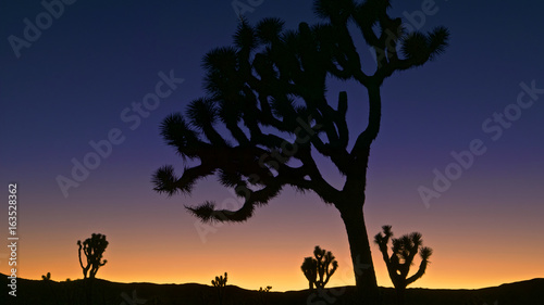 Joshua Tree NP  Joshua Trees  Yucca brevifolia  silhouttes at sunset  Joshua Tree NP