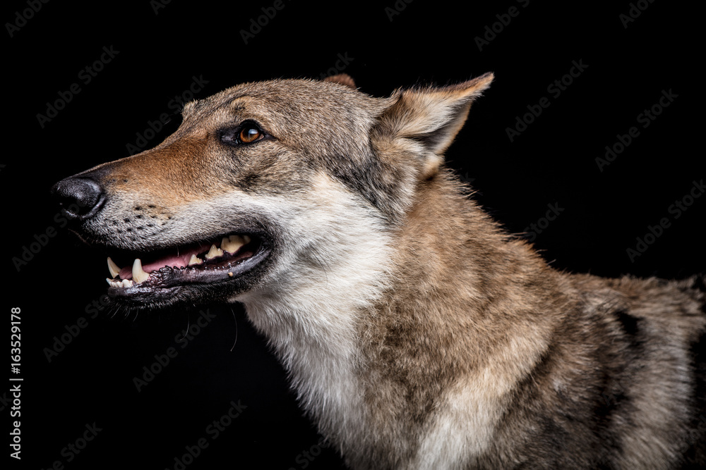Fototapeta premium wolf dog on the black background