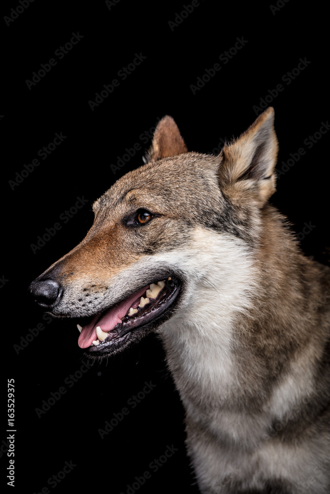 wolf dog on the black background