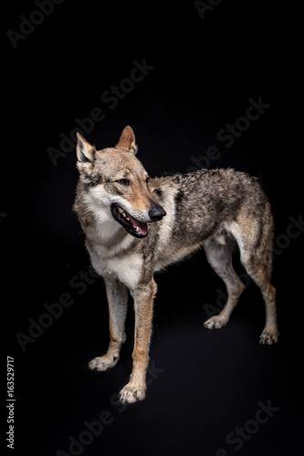 wolf dog on the black background