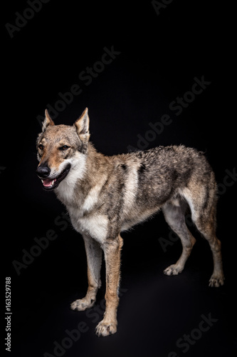 wolf dog on the black background