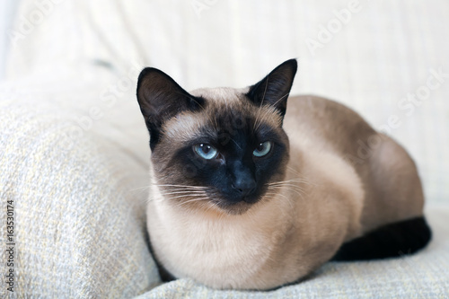 Fototapeta Portrait of a Siamese cat