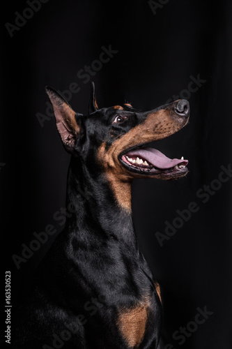 Dobermann Pinscher on the black background