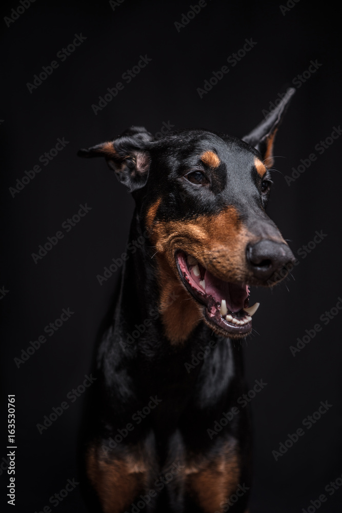 Dobermann Pinscher on the black background Dobermann Pinscher on the black background