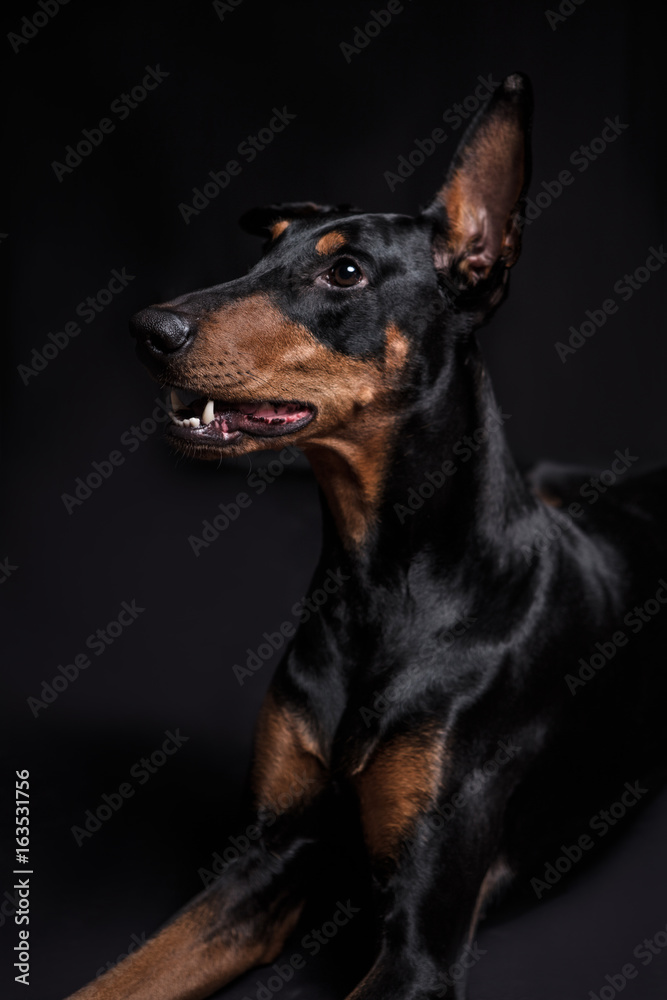 Dobermann Pinscher on the black background Dobermann Pinscher on the black background