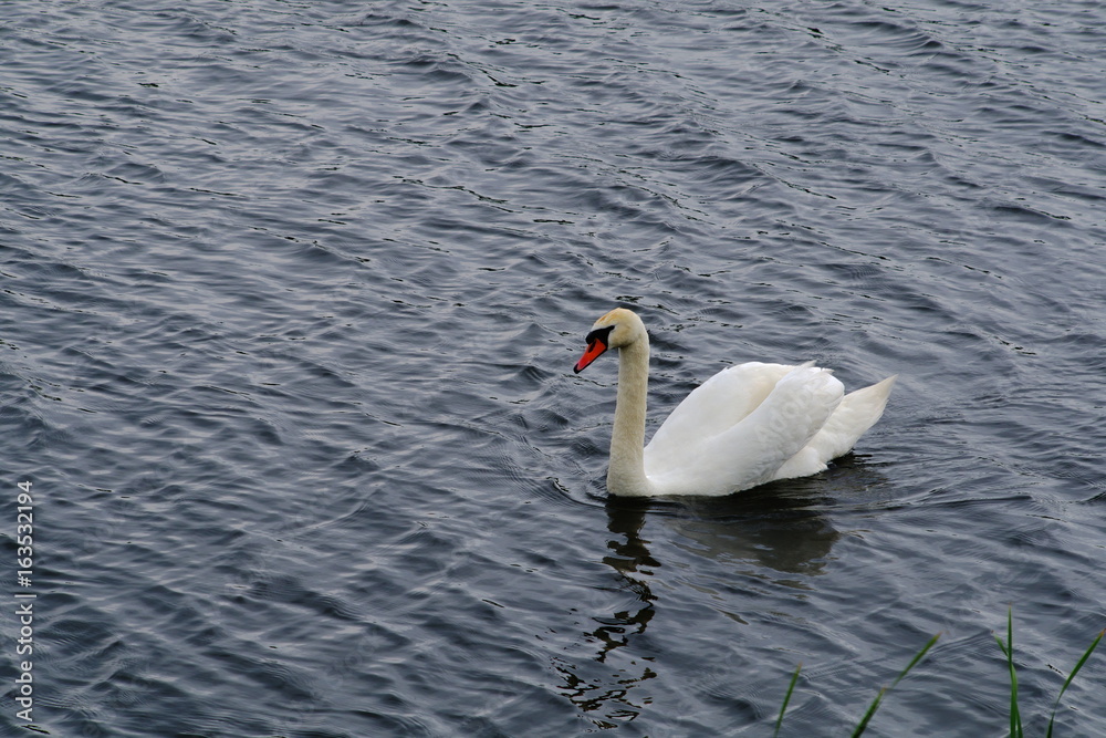 Naklejka premium Solitary swan floats on the lake