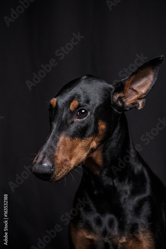 Dobermann Pinscher on the black background