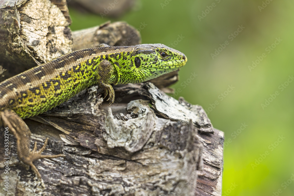 Naklejka premium Beautiful green wall lizard in the garden