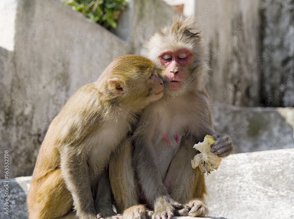 The Indian macaque male asks for a lemon slice in the female