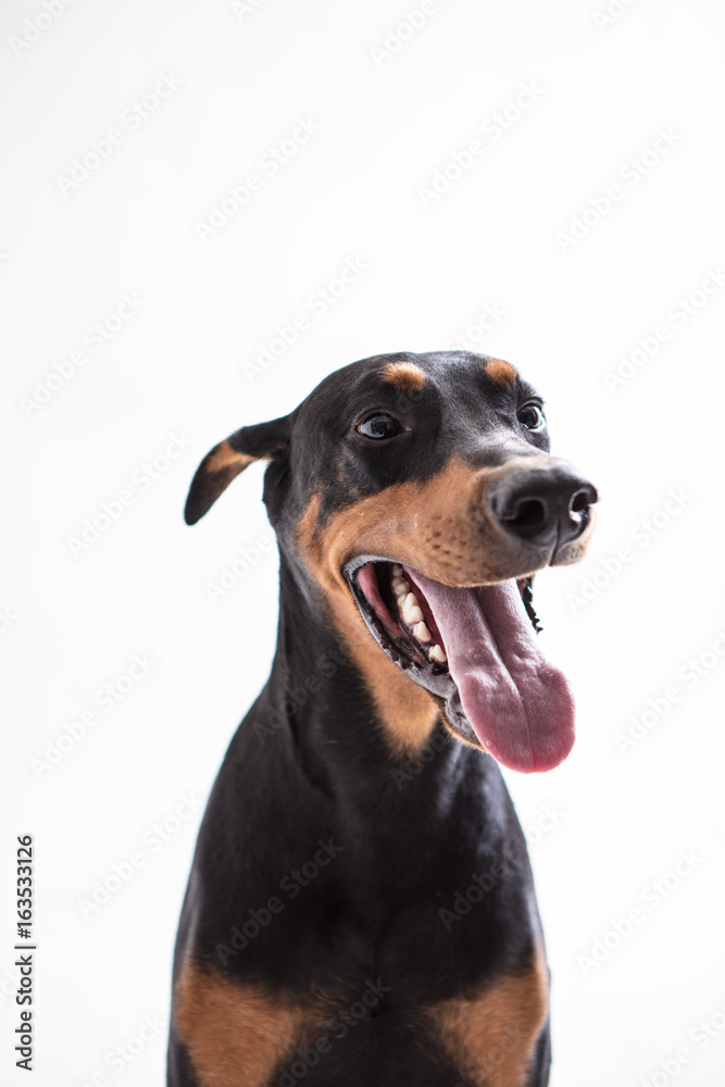 Dobermann Pinscher on the White background Dobermann Pinscher on the White background