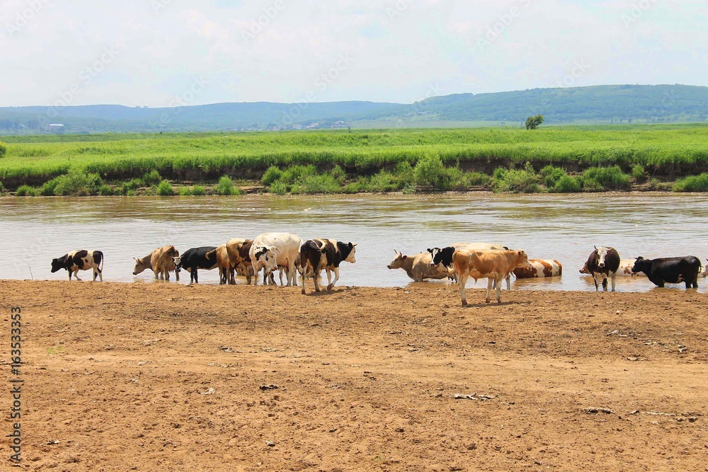 A herd of cows grazes