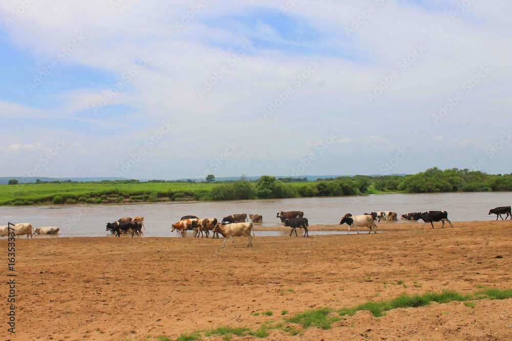 A herd of cows grazes