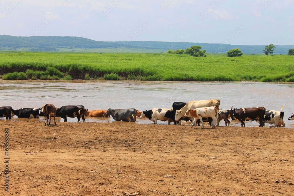 Obraz premium A herd of cows grazes