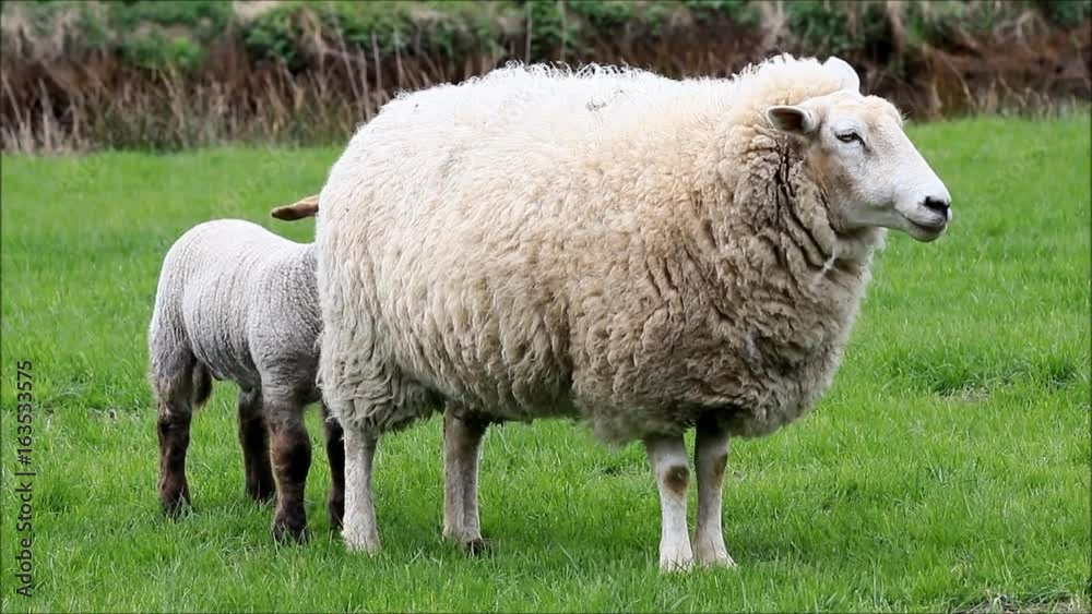 baby sheep with mother on meadow
baby sheep with mother on meadow