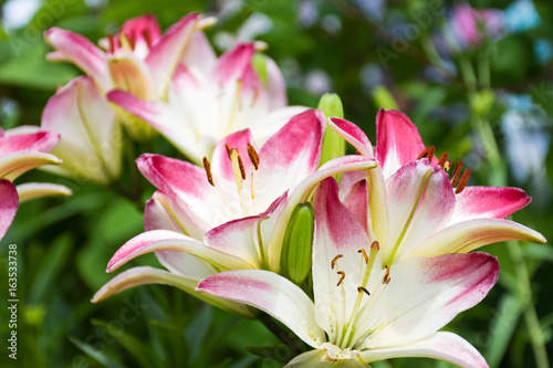 beautiful flowers Lily on a background of garden