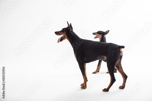 Dobermann Pinscher on the White background