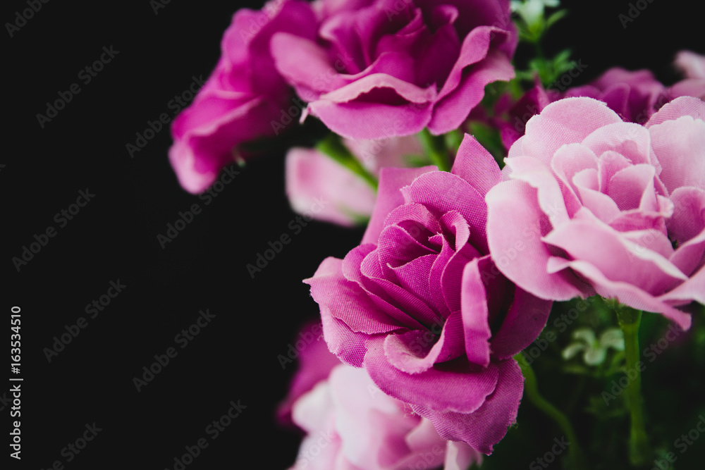 Lovely purple roses - symbol of love