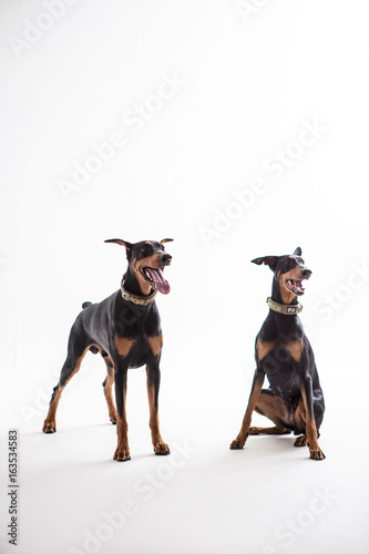 Dobermann Pinscher on the White background
