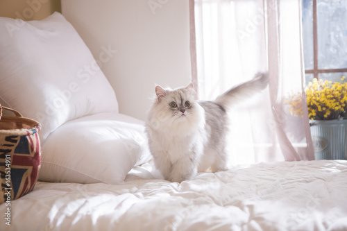 Persian on the bed © sangyeon