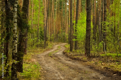 Fototapeta Naklejka Na Ścianę i Meble -  Kręta leśna droga