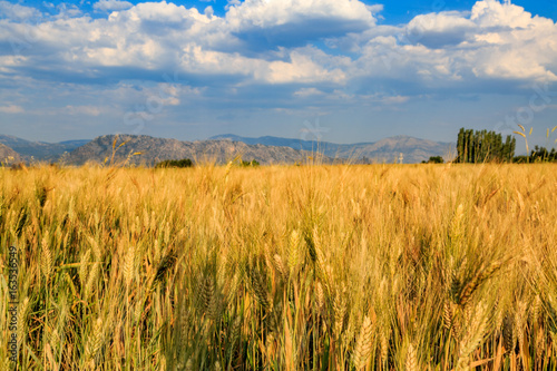 Wheat fields with mountains in Acipayam  Denizli  Turkey