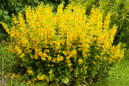 Beautiful Yellow Perennial Flowers Of Lysimachia Punctata Grow In Summer Garden.