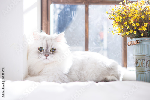 Persian on the bed photo