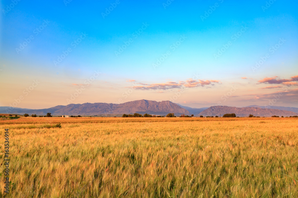 Wheat fields with mountains in Acipayam, Denizli, Turkey Wheat fields with mountains in Acipayam, Denizli, Turkey