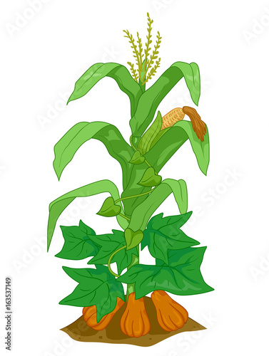 Three Sisters Planting Companion Illustration