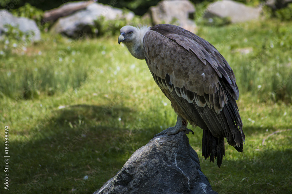 vulture vulture