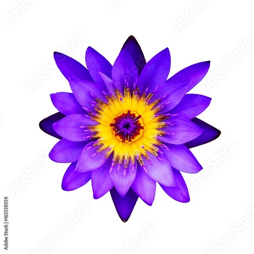 Close up purple lotus flower on a white background   Top view