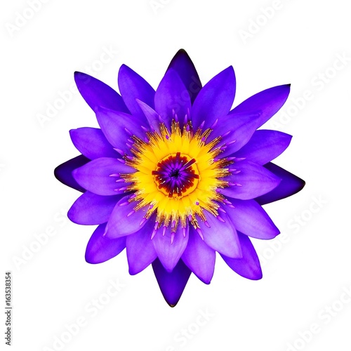Close up purple lotus flower on a white background : Top view