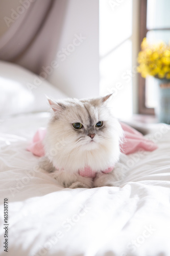  Persian on the bed