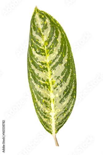 Aglaonema or phetmontree leaf isolate on white background with clipping path.Green and white leaf.