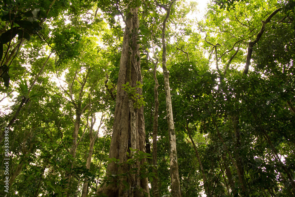 Obraz premium Rainforest Canopy