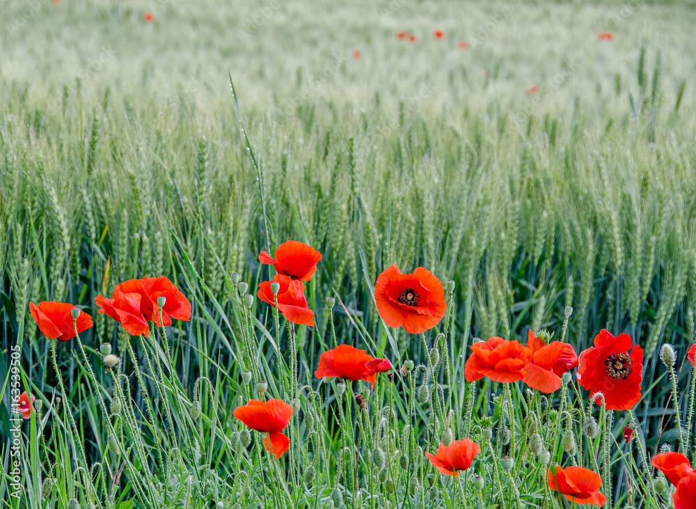 Fototapeta premium Red wild flowers of Papaver rhoeas (corn poppy, corn rose, field poppy), green wild field, country side