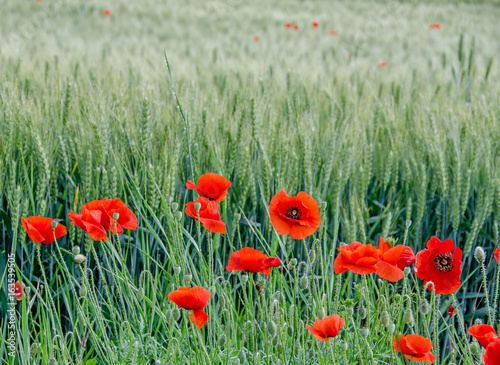 Red wild flowers of Papaver rhoeas (corn poppy, corn rose, field poppy), green wild field, country side