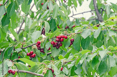 Dark red cherries fruits, tree cherry with green leaves and branches, close up