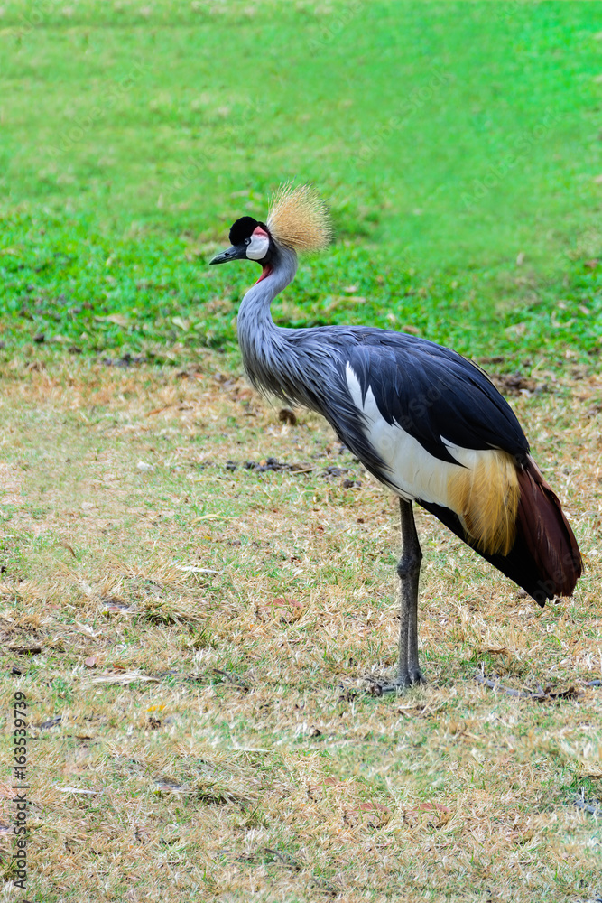 Grey crowned crane. Grey crowned crane.