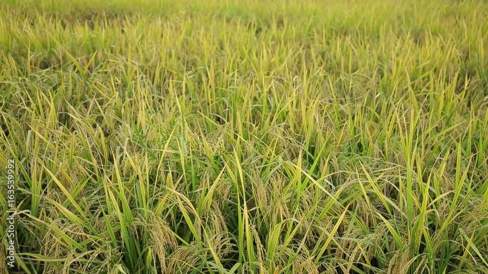 Rice meadow Rice meadow