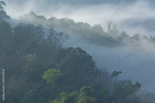 Fog covered forest. © Look Aod 27