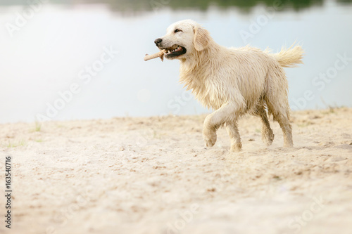 A dog runs the beach in a spray of water, a golden retriever
